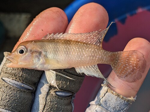 Congo-Lamprologus (Lamprologus congoensis) — Cichlidae