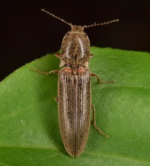 Gambrinus griseus