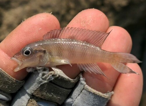 Congo lamprologus (Lamprologus congoensis) — Cichlidae — 2