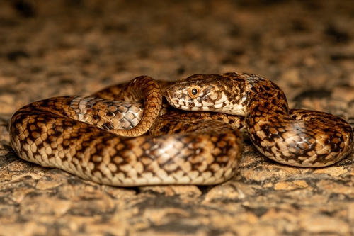 De Vis' Banded Snake sighting