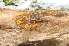 Guepiniopsis buccina image