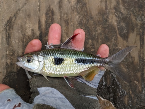 Boulenger's African tetra (Bryconaethiops boulengeri) — Alestidae — 2