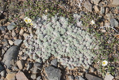 Artemisia lagopus