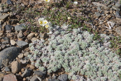 Artemisia lagopus