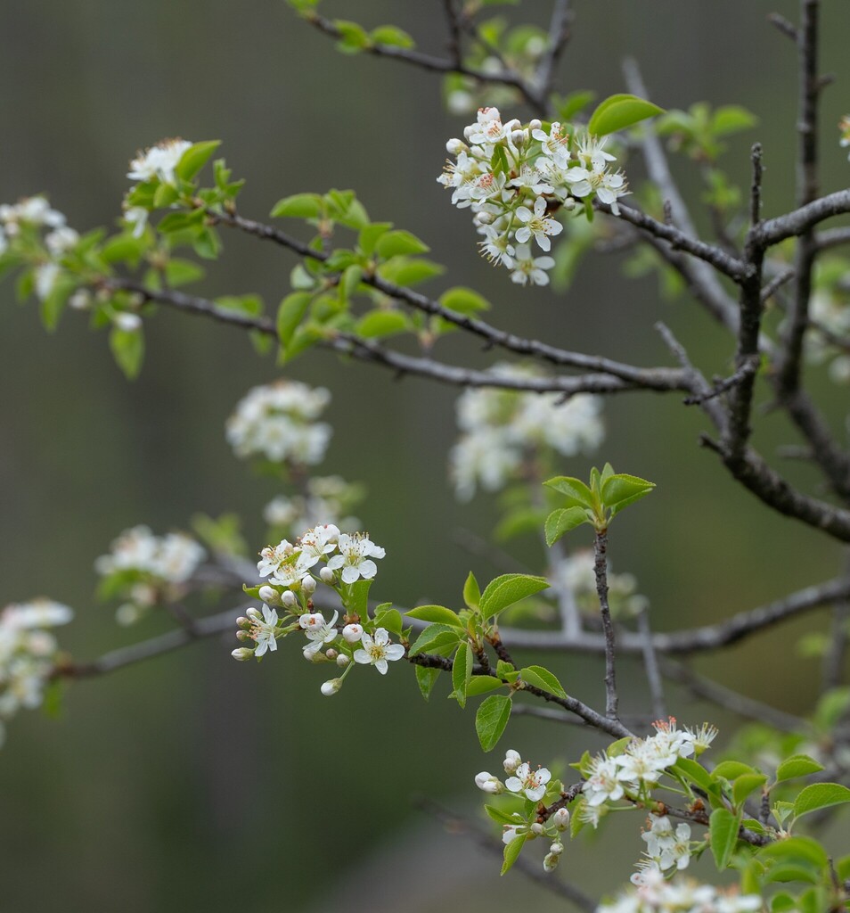 Prunus mahaleb