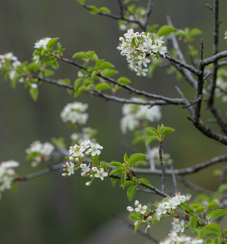 Prunus mahaleb L.