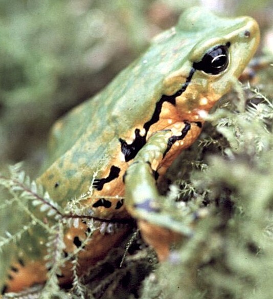 Huila Stubfoot Toad