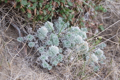 Artemisia lagopus