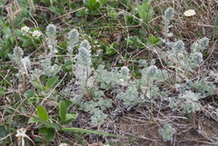 Artemisia lagopus