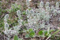 Artemisia lagopus