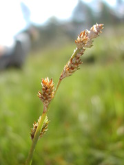 Carex canescens