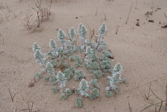 Artemisia lagopus