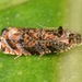 Pristerognatha - Photo (c) skitterbug, algunos derechos reservados (CC BY), subido por skitterbug