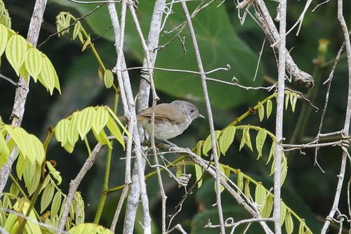 Brown Fulvetta (Alcippe brunneicauda), photo 4