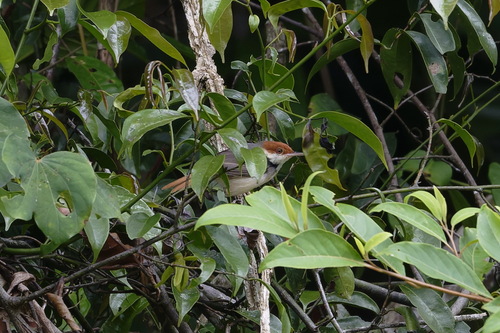Rufous-tailed Tailorbird (Orthotomus sericeus), photo 3