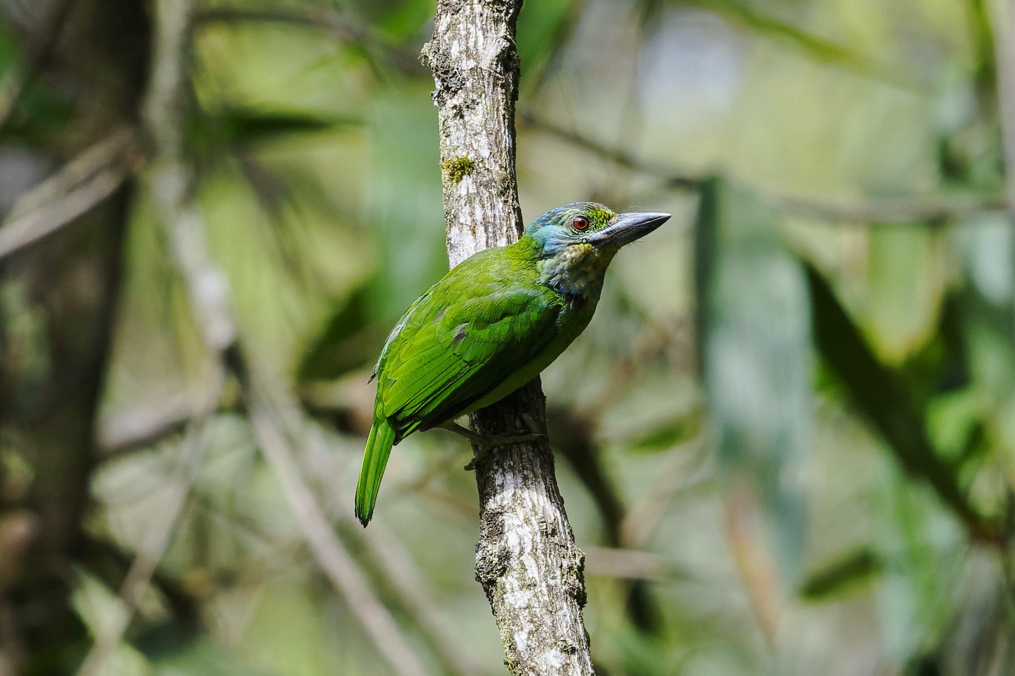 Mountain Barbet (Psilopogon monticola), photo 2
