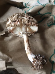 Rhacodium
