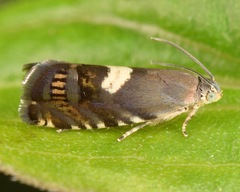 Grapholita fana