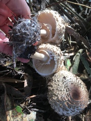 Rhacodium