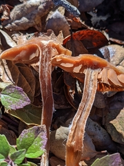 Inosperma adaequatum