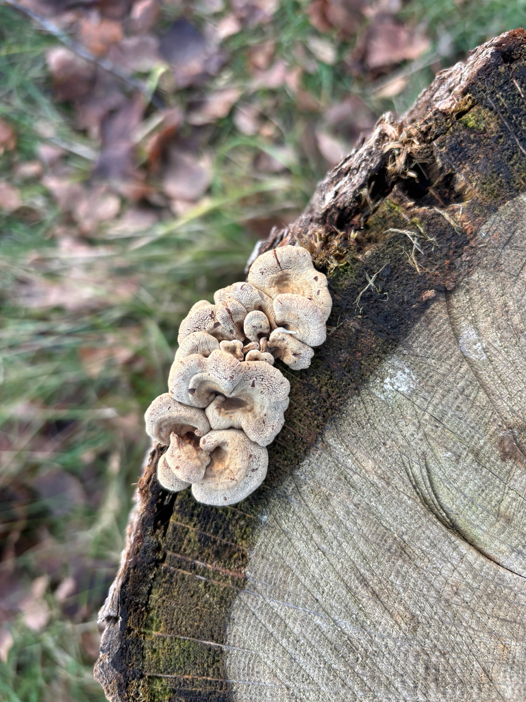 Panellus stipticus · November 2025 · photo: © andreass1 (iNaturalist, cc-by)