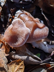 Inosperma adaequatum