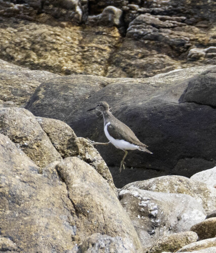 Andarríos chico (Actitis hypoleucos)