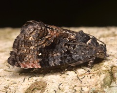 Gymnandrosoma punctidiscanum