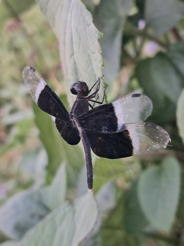 Pied Paddy Skimmer