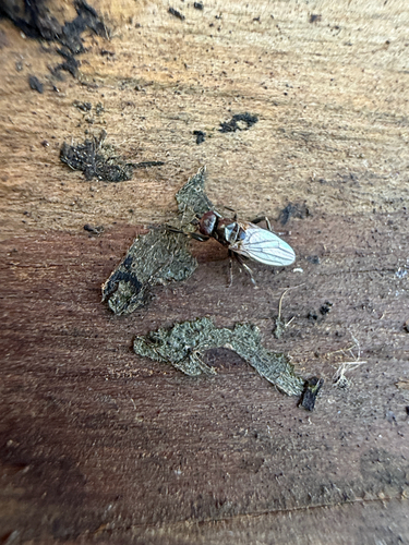 Lotophila atra photo 3