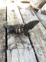 Ctenosaura oedirhina