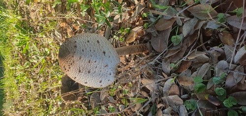 Mazza di tamburo