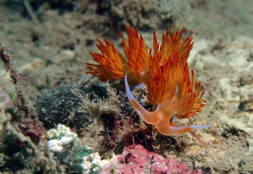 Nemesignis banyulensis (Portmann & Sandmeier, 1960)