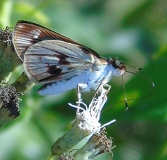 Vettius fantasos