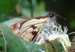 Vettius fantasos