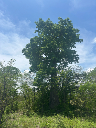 African baobab