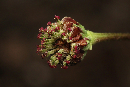 coarse bottle-daisy (Lagenophora gunniana)