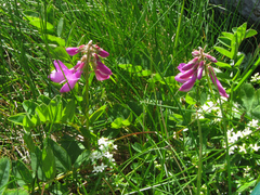 Hedysarum hedysaroides