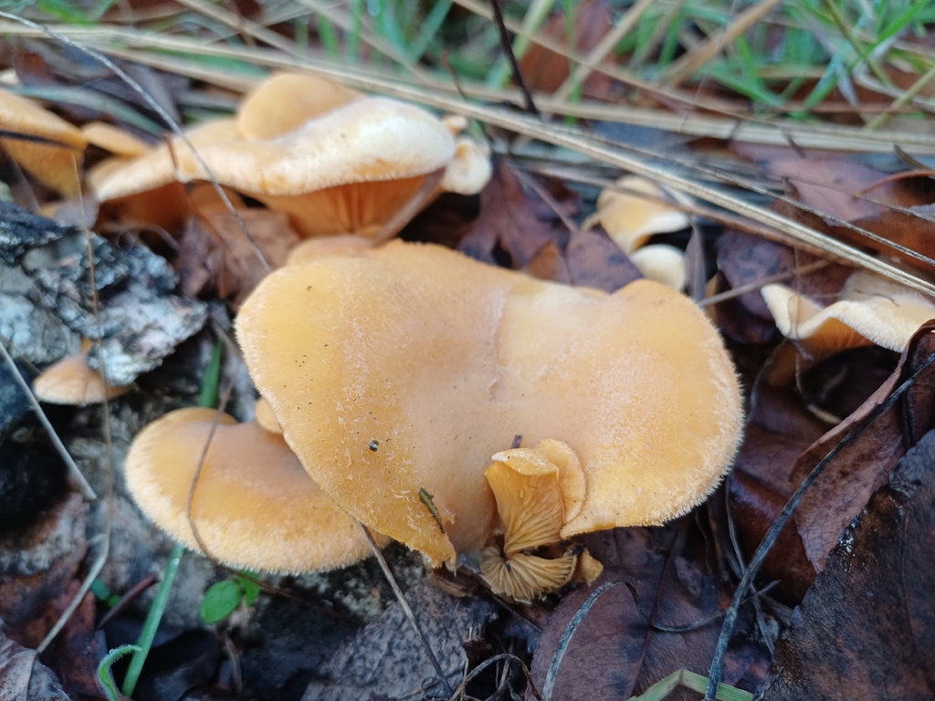 Phyllotopsis nidulans · November 2025 · photo: © gleb22 (iNaturalist, CC)