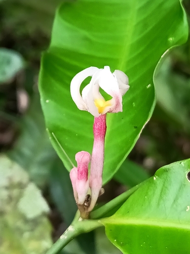 Tabernaemontana undulata (Tabernaemontana undulata)