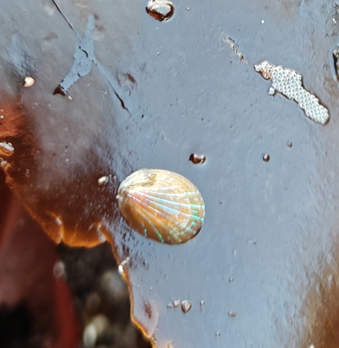 Patella pellucida