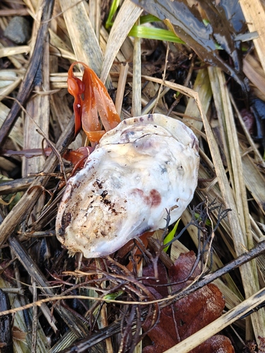 Magallana gigas
