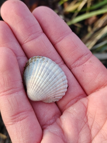 Cerastoderma edule