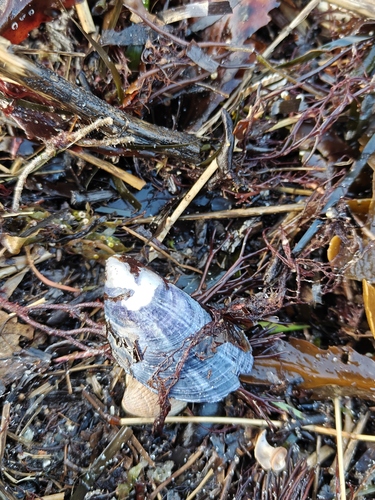 Mytilus edulis