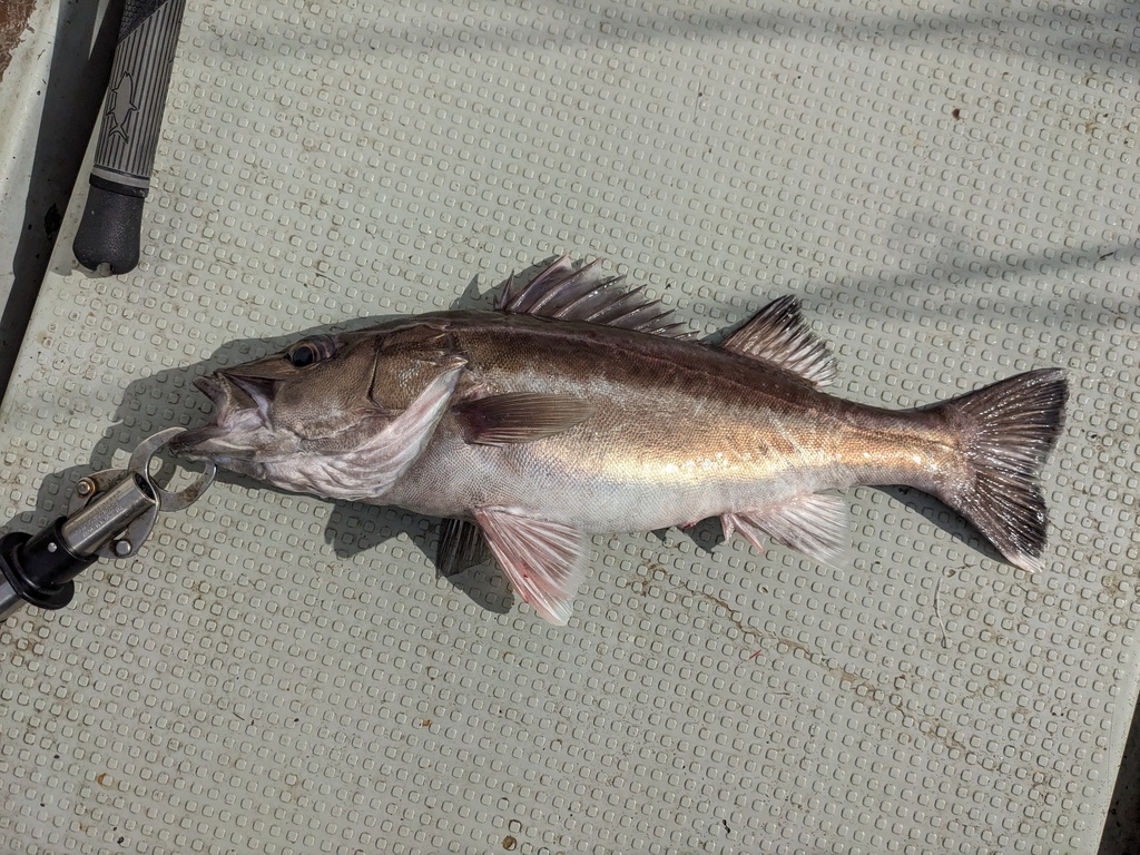 Ara (Niphon spinosus) — Serranidae