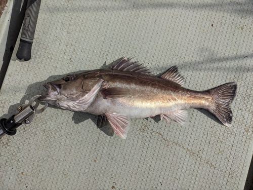 Ara-zaagbaars (Niphon spinosus) — Serranidae
