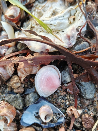 Macoma balthica