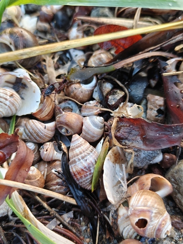 Tritia nitida