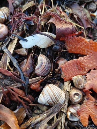 Littorina littorea