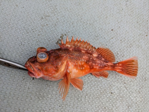 Spotted rockfish (Sebastiscus tertius) — Sebastidae